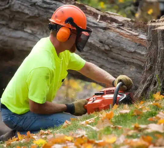 tree services Metcalfe